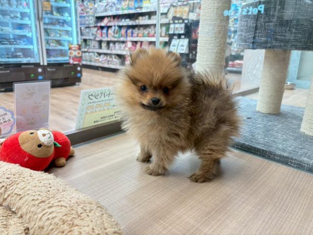 埼玉県のポメラニアン (ペッツワン 川島店/2025年12月16日生まれ/男の子/オレンジ)の子犬の3枚目の画像