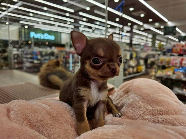 チワワ（スムースコート）