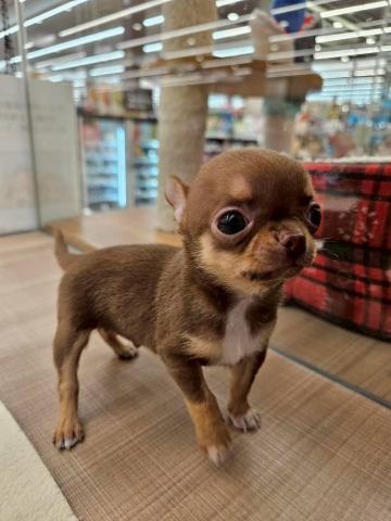 チワワ（スムースコート）