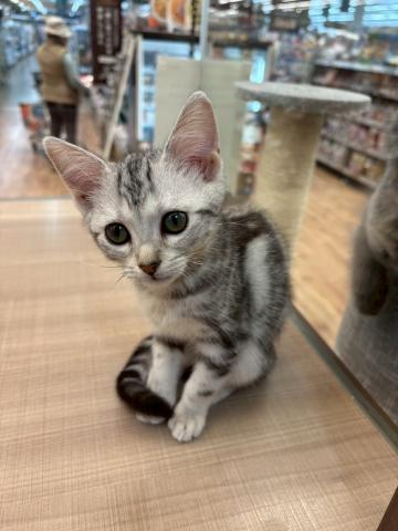 アメリカンショートヘアー