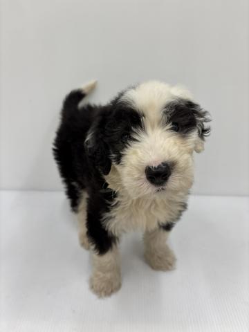 オールドイングリッシュシープドック