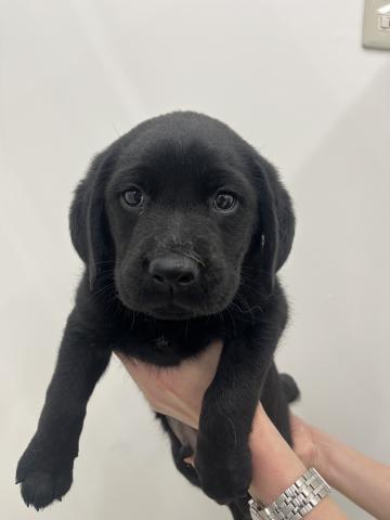 ラブラドールレトリーバー