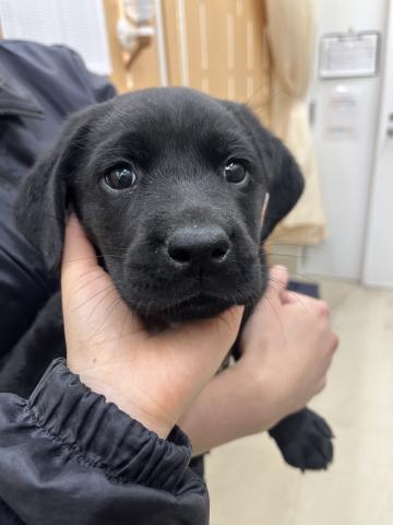 ラブラドールレトリーバー