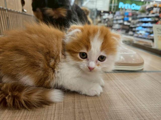 スコティッシュフォールド