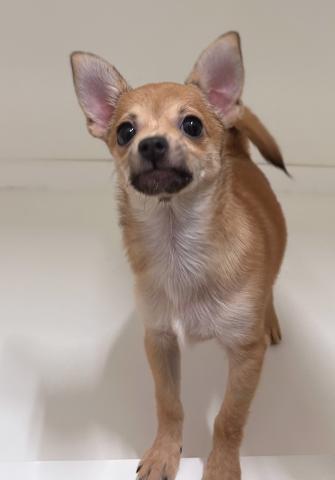 (ポメラニアン×スムースチワワ)