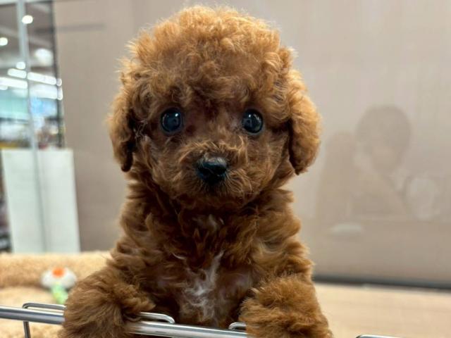 埼玉県のトイプードル(トイ) (ペッツワン 川島店/2025年10月31日生まれ/男の子/レッド)の子犬の2枚目の画像