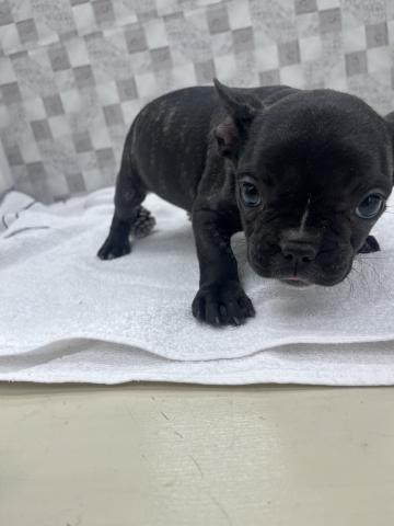 フレンチブルドッグ