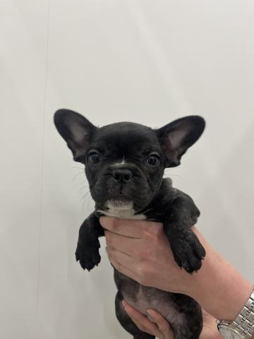 フレンチブルドッグ