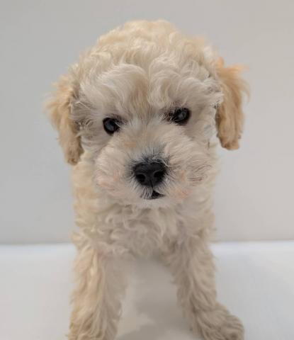 トイプードル子犬