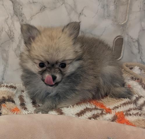 MIXポメラニアン×チワワ