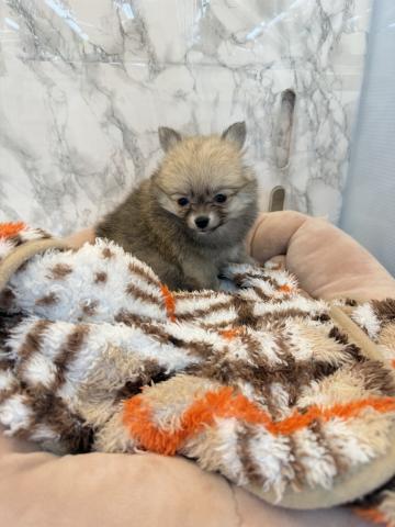 MIXポメラニアン×チワワ