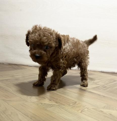 トイプードル