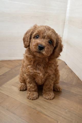 犬ハーフ(トイプードル×キャバリア)