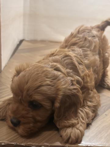 犬ハーフ(トイプードル×キャバリア)