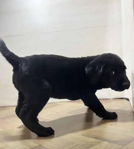 ラブラドールレトリーバー