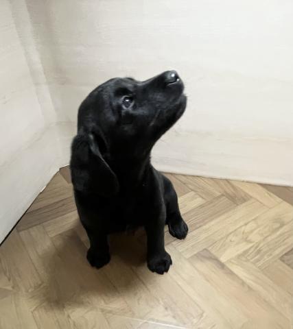 ラブラドールレトリーバー