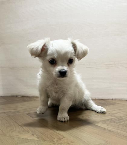 犬ハーフ(チワワ×ミニチュアダックスフンド)