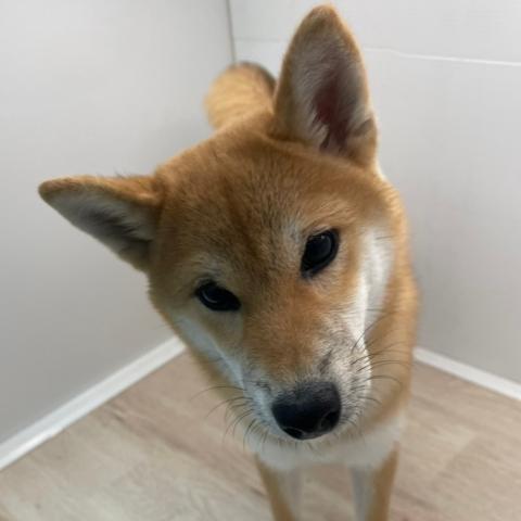 柴犬
