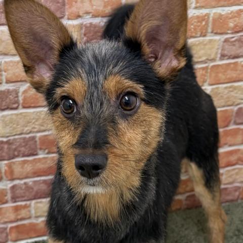 MIXミニチュアシュナウザー×ヨークシャーテリア