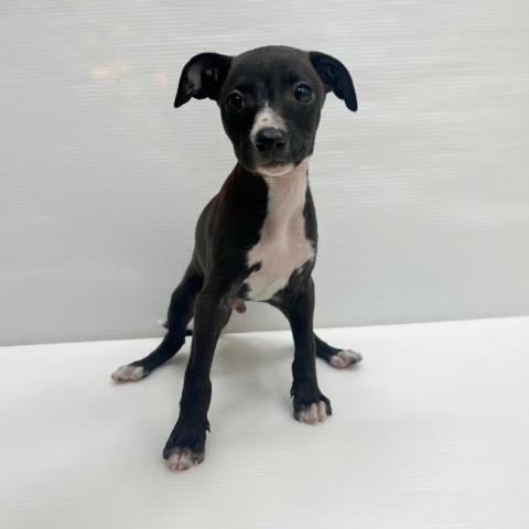 イタリアングレーハウンド