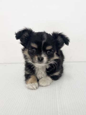 チワワ（ロングコート）