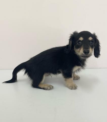 ミニチュアダックスフンド