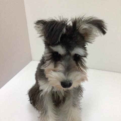 千葉県のミニチュアシュナウザー (ペットアミ 館山店/2025年9月10日生まれ/男の子/ブラックシルバー)の子犬の4枚目の画像