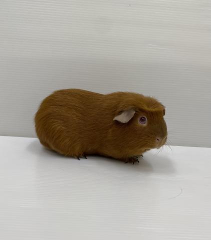 ロシアンスモーク