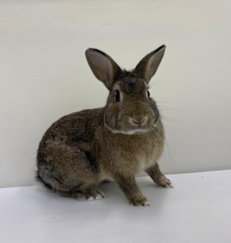 ミニウサギ