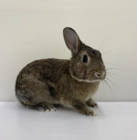 ミニウサギ