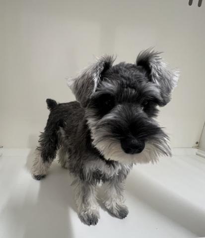 新潟県のミニチュアシュナウザー (ペットアミ 三条四日町店/2025年10月4日生まれ/男の子/ソルトペッパー)の子犬の3枚目の画像