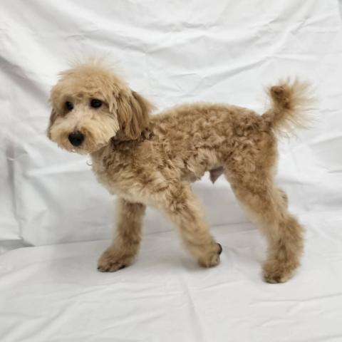 大阪府のトイプードル(トイ) (NICO PET Select 和泉中央店/2025年9月6日生まれ/男の子/アプリコット)の子犬の2枚目の画像