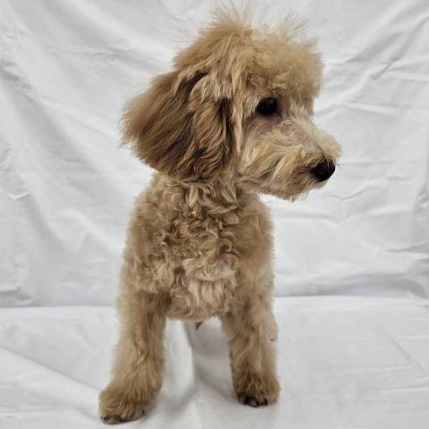 大阪府のトイプードル(トイ) (NICO PET Select 和泉中央店/2025年9月6日生まれ/男の子/アプリコット)の子犬の4枚目の画像