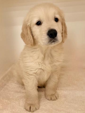 ゴールデンレトリーバー