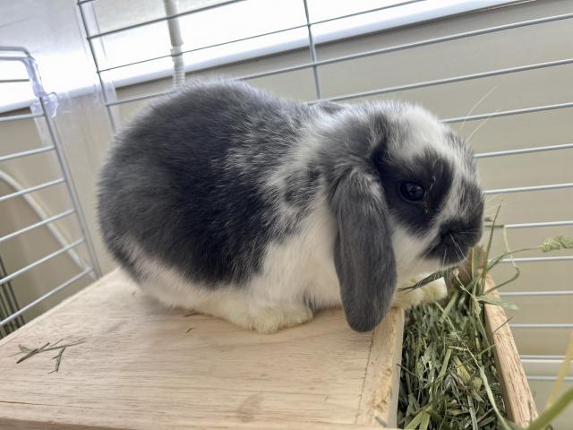 ドワーフロップ