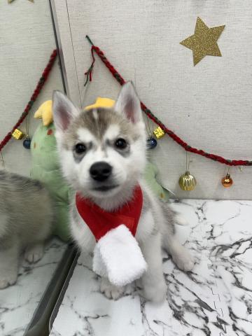 秋田県のシベリアンハスキー (ペットアミ 能代東インター店/2025年10月18日生まれ/男の子/シルバーホワイト)の子犬の3枚目の画像