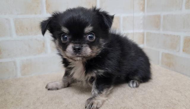 チワワ（ロングコート）