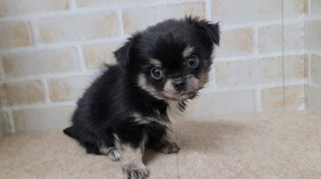 チワワ（ロングコート）