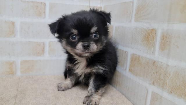 チワワ（ロングコート）