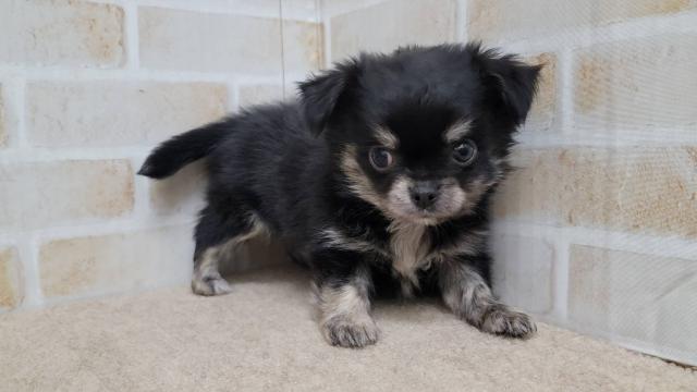 チワワ（ロングコート）