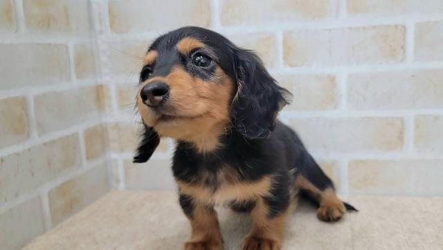 ミニチュアシュナウザー