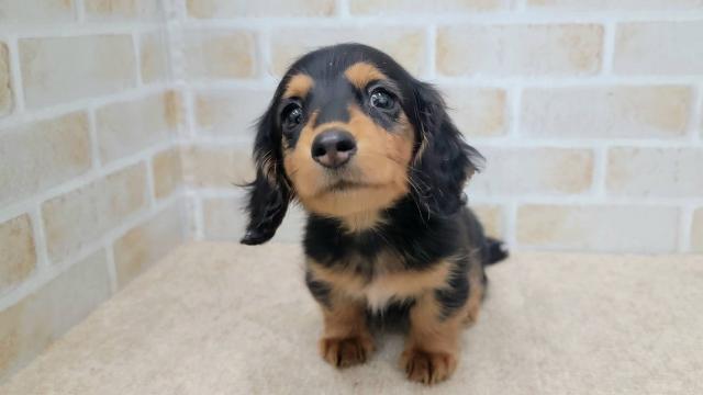 ミニチュアシュナウザー