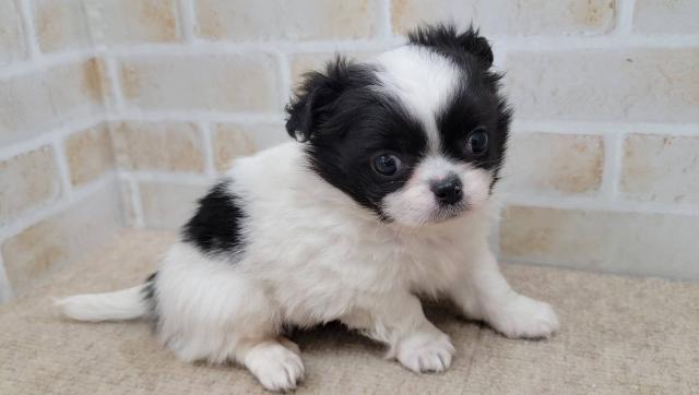 チワワ（ロングコート）