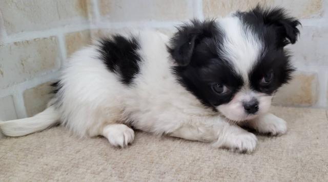 チワワ（ロングコート）