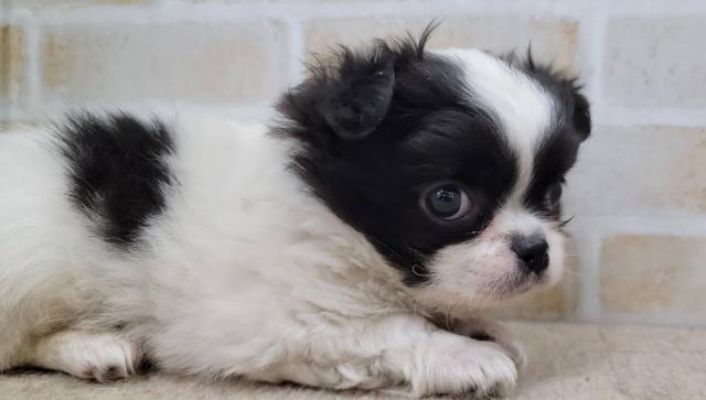 チワワ（ロングコート）