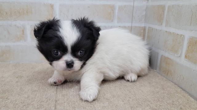 チワワ（ロングコート）