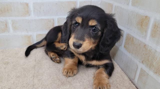 ミニチュアダックスフンド