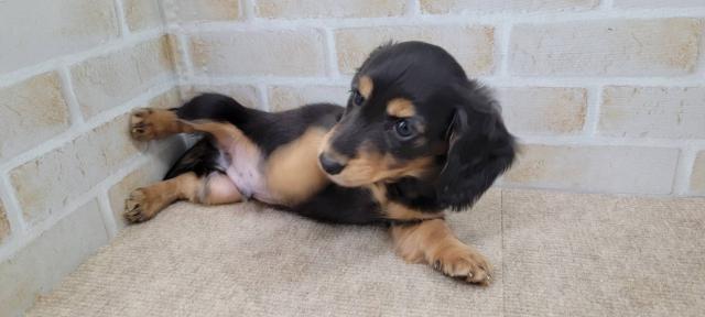 ミニチュアダックスフンド