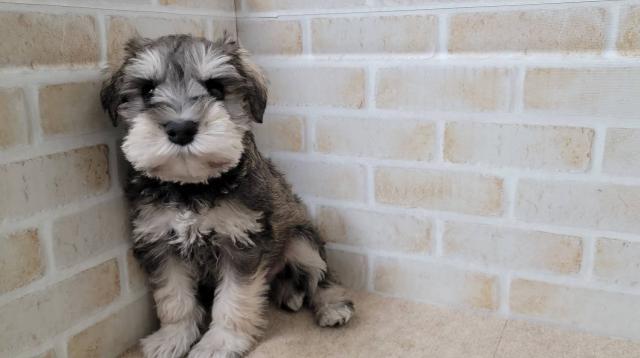 ミニチュアシュナウザー