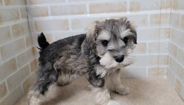 ミニチュアシュナウザー